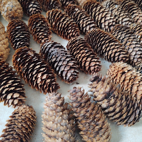 Spruce Pine Cones Fall Holiday Decor - Picture 4 of 5